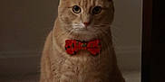 Milo is registered to the contest to win money with this photo: adorable, animal_portrait, bow_tie, calm, carpet, cat, close_up, cute, domestic_animal, feline, front_view, fur, household, indoor, looking_at_camera, mammal, orange_tabby, pet, sitting, whiskers