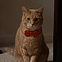 adorable, animal_portrait, bow_tie, calm, carpet, cat, close_up, cute, domestic_animal, feline, front_view, fur, household, indoor, looking_at_camera, mammal, orange_tabby, pet, sitting, whiskers