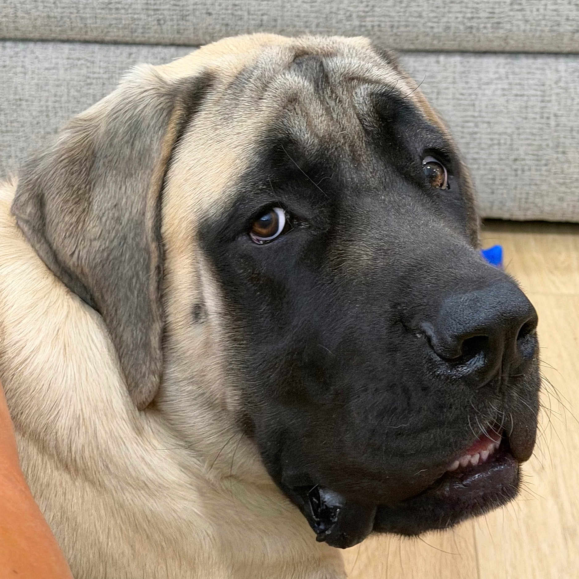 Sully joined the competition — help win amazing prizes! animal, black_face, brown_eyes, canine, close_up, companion, couch, dog, domestic_animal, ears, floor, fur, indoors, large_dog, looking_away, pet, portrait, relaxed, snout, tan_fur