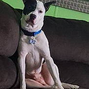 Jack joined the competition — help win amazing prizes! dog, couch, indoor, pet, brown_couch, green_wall, mirror, collar, sitting, black_and_white_dog, relaxed, domestic, canine, furniture, home, animal, portrait, looking, ears_up, companion