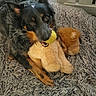 Savanah is registered to the contest to win money with this photo: dog, tennis_ball, stuffed_toy, lion_toy, rug, indoor, pet, playful, fur, animal, canine, toy, resting, brown, black, orange, ears, eyes, mouth, paw