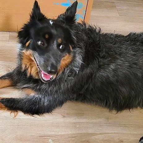 Savanah is registered to the contest to win money with this photo: dog, canine, black_fur, tan_fur, long_fur, pet, lying_down, wooden_floor, indoor, box, happy, tongue_out, ears_up, playful, relaxed, domestic_animal, flooring, animal, companion, fur