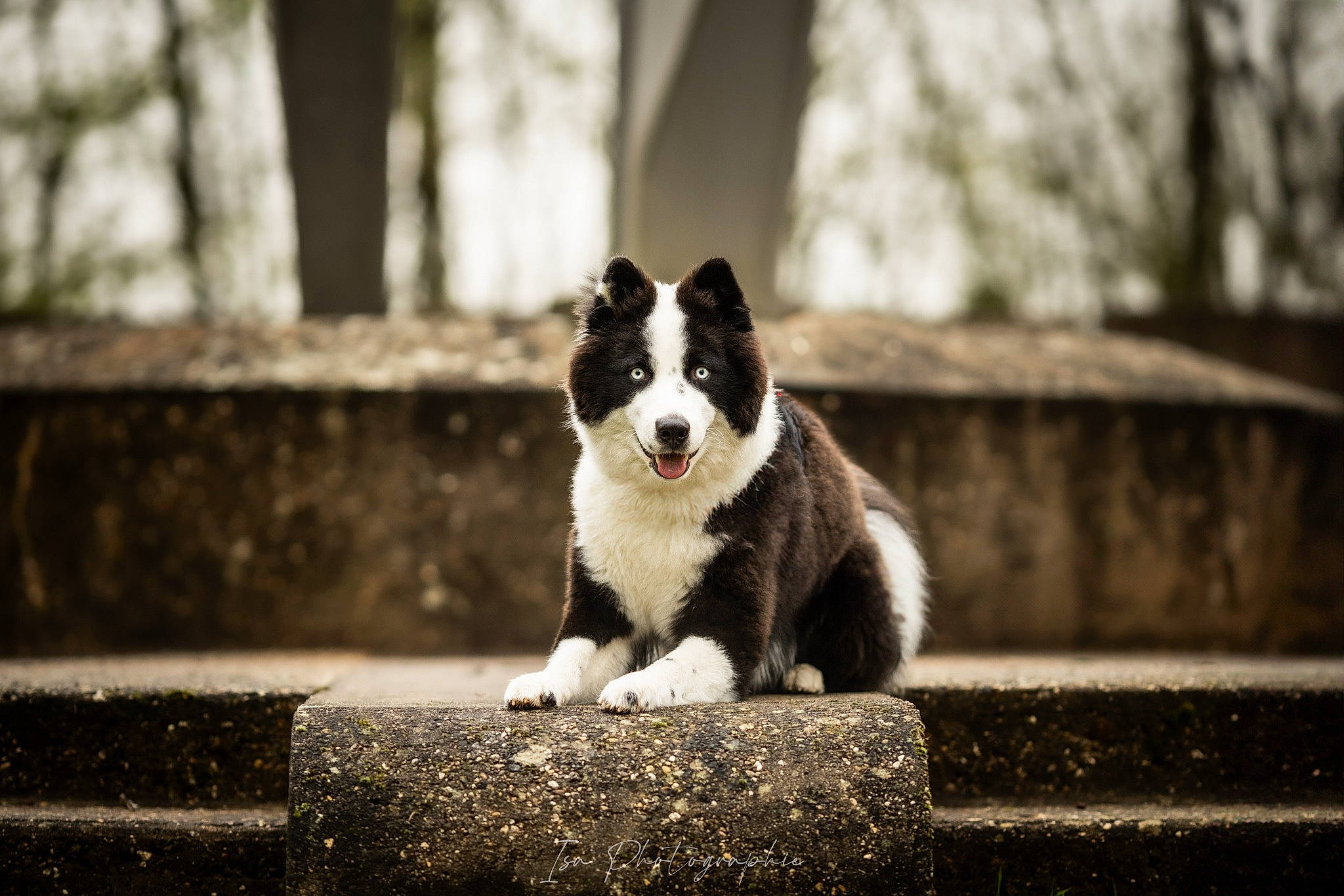 Skoll a rejoint le concours — aidez-le/la à gagner de superbes lots ! canidae, carnivore, companion_dog, darkness, dog, dog_breed, flash_photography, grass, monochrome, monochrome_photography, plant, sitting, snout, sporting_group, terrestrial_animal, tints_and_shades, tree, whiskers, wood, working_animal
