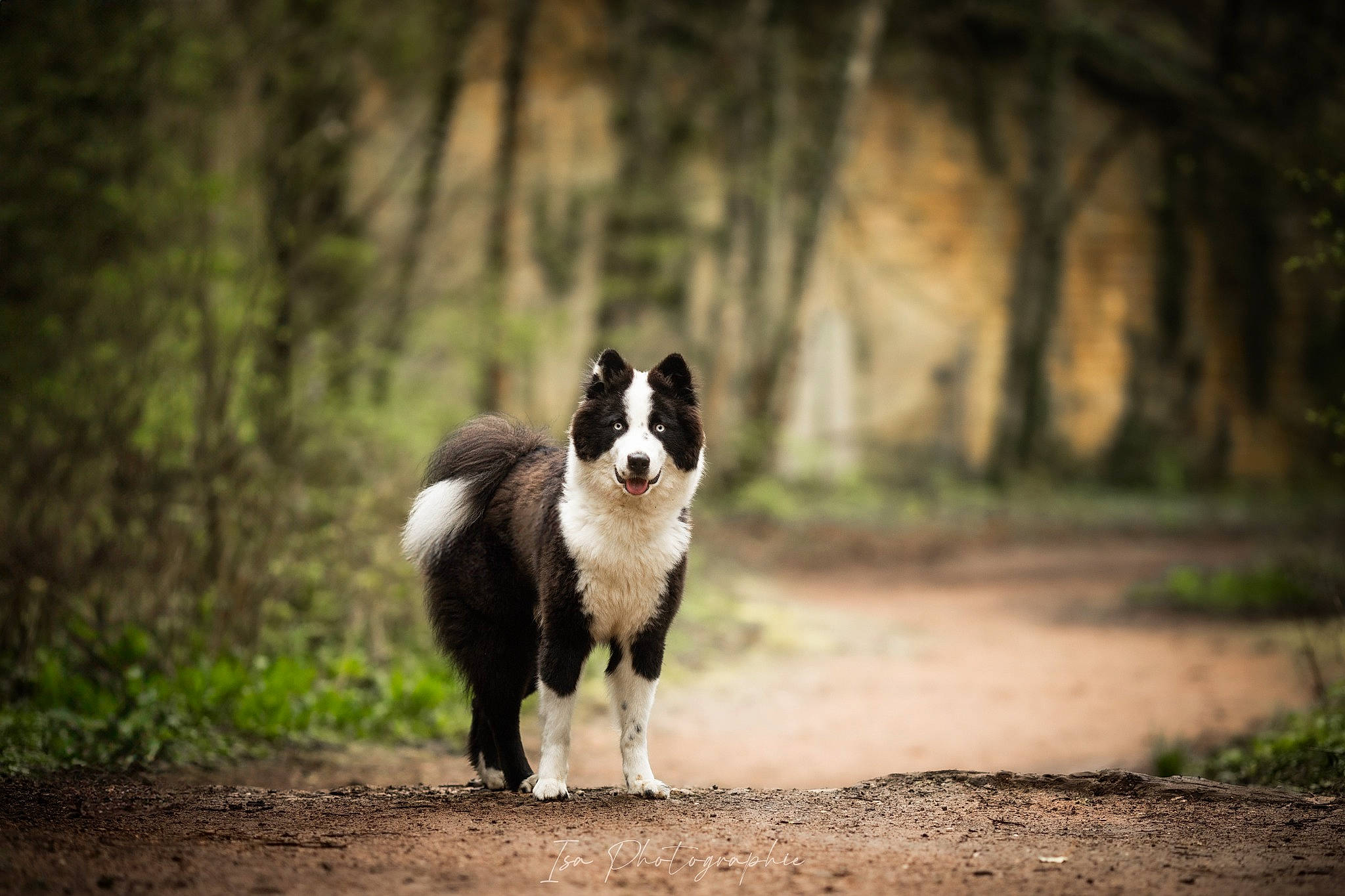 Skoll participe au concours pour gagner de l'argent avec cette photo : carnivore, companion_dog, darkness, dog, dog_breed, grass, herding_dog, landscape, plant, road, shadow, sporting_group, tail, terrestrial_animal, tints_and_shades, tree, wildlife, wood, working_animal, working_dog