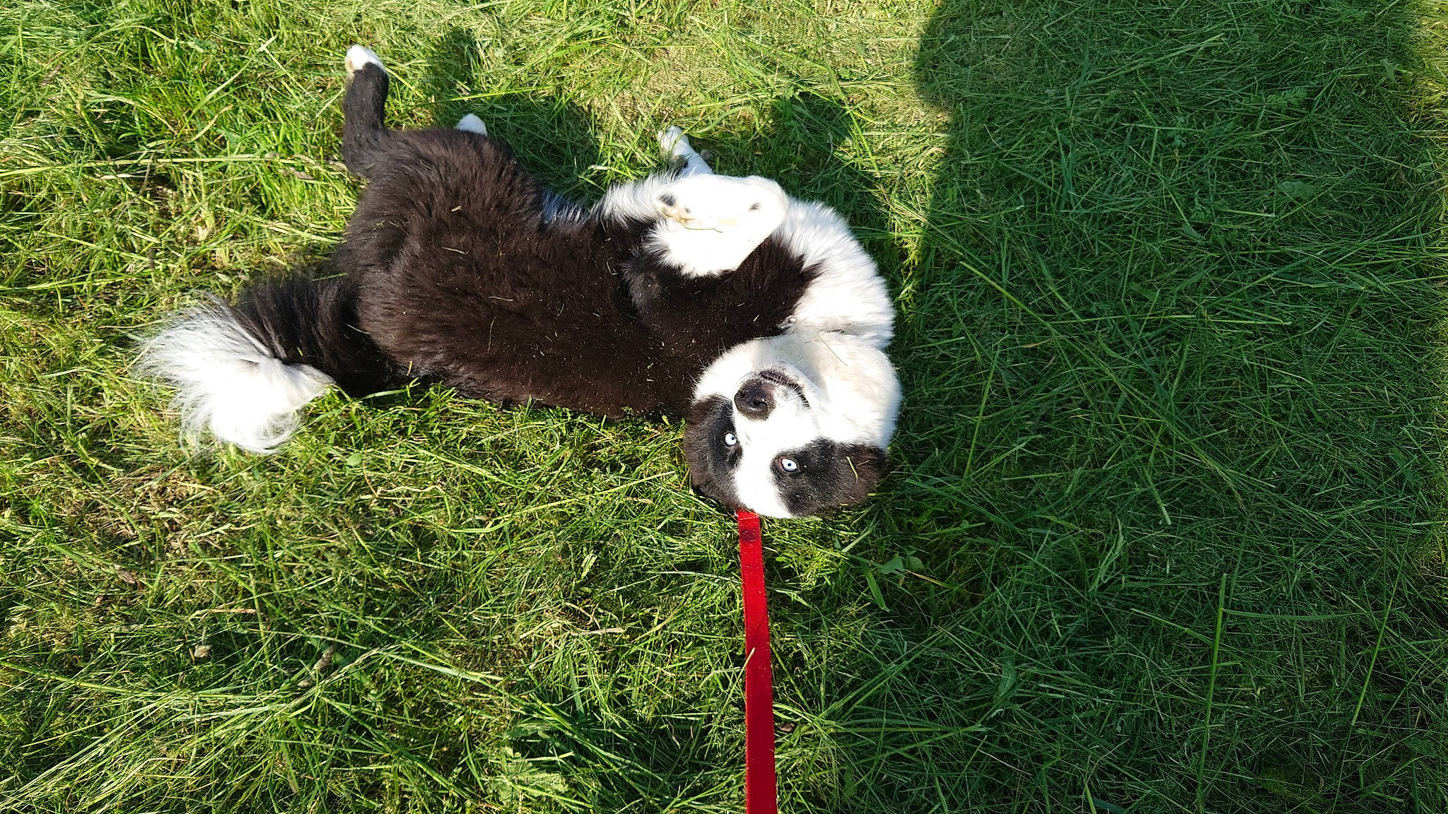 Skoll a rejoint le concours — aidez-le/la à gagner de superbes lots ! canidae, carnivore, companion_dog, dog, dog_breed, fur, grass, grass_family, grassland, groundcover, herding_dog, non_sporting_group, puppy, sporting_group, tail, terrestrial_animal, toy, toy_dog, working_animal, working_dog