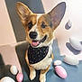 animal, bandana, corgi, cute, dog, ears, fur, happy, indoor, pastel, pet, playful, polka_dot, portrait, shadow, sitting, smiling, stones, tongue_out, winking