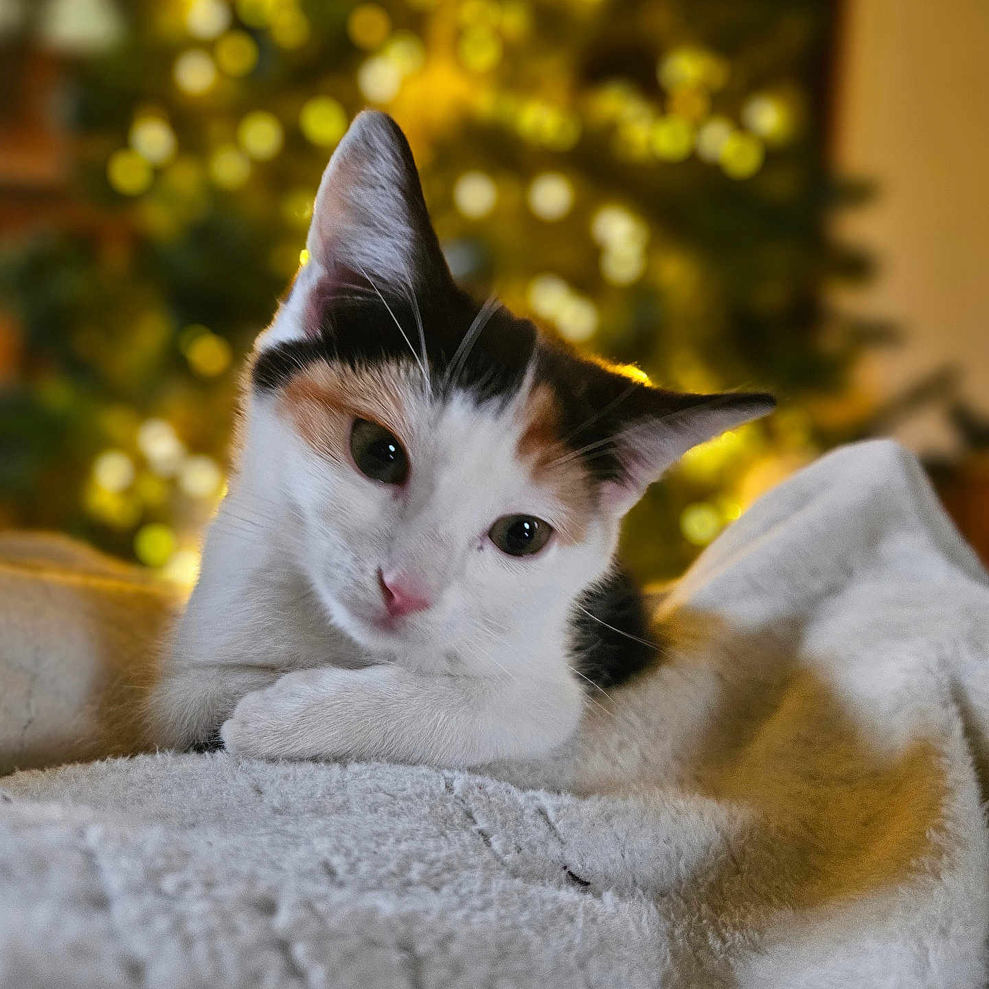 Channel participe au concours pour gagner de l'argent avec cette photo : animal, blanket, bokeh, calico_cat, cat, closeup, cozy, cute, domestic_animal, feline, fur, holiday, indoors, lights, pet, relaxed, resting, soft_texture, warm_lighting, whiskers