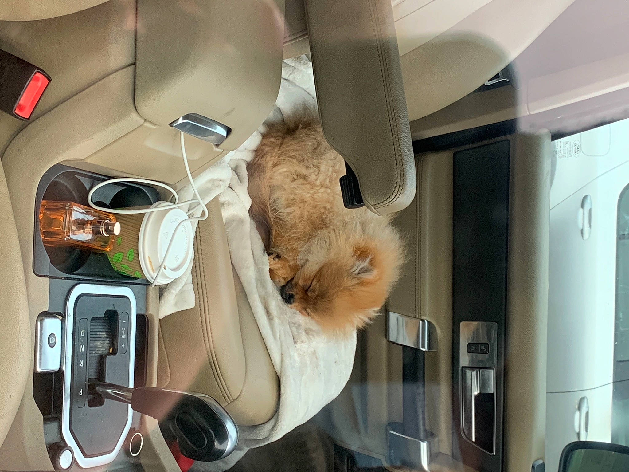 Basil is registered to the contest to win money with this photo: airline, automotive_window_part, beige, car_seat, car_seat_cover, fur, head_restraint, public_transport, service, stuffed_toy, teddy_bear, toy, vehicle_door