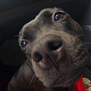 Tya a rejoint le concours — aidez-le/la à gagner de superbes lots ! dog, black_dog, close_up, nose, eyes, collar, red_tag, car_interior, sneaker, shoe, pet, animal, curious, portrait, canine, indoor, seat, dashboard, close_range, funny_perspective