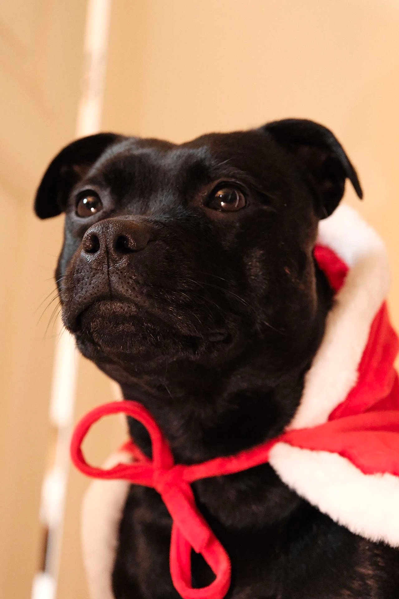 Tya a rejoint le concours — aidez-le/la à gagner de superbes lots ! dog, black_dog, pet, animal, portrait, holiday, cape, red, white, indoor, cute, fur, ears, whiskers, closeup, eyes, nose, tie, costume, adorable