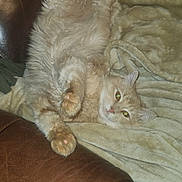 Peewee is registered to the contest to win money with this photo: cat, fluffy, beige, upside_down, lounge, couch, leather, blanket, cozy, pet, indoor, relaxed, paw, feline, home, fur, whiskers, cute, resting, animal