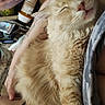 Peewee is registered to the contest to win money with this photo: cat, orange_cat, sleeping, fluffy, pet, arm, human, tattoo, pills, bottle, clutter, pouch, relaxed, indoor, resting, closeup, feline, comfort, soft, nap