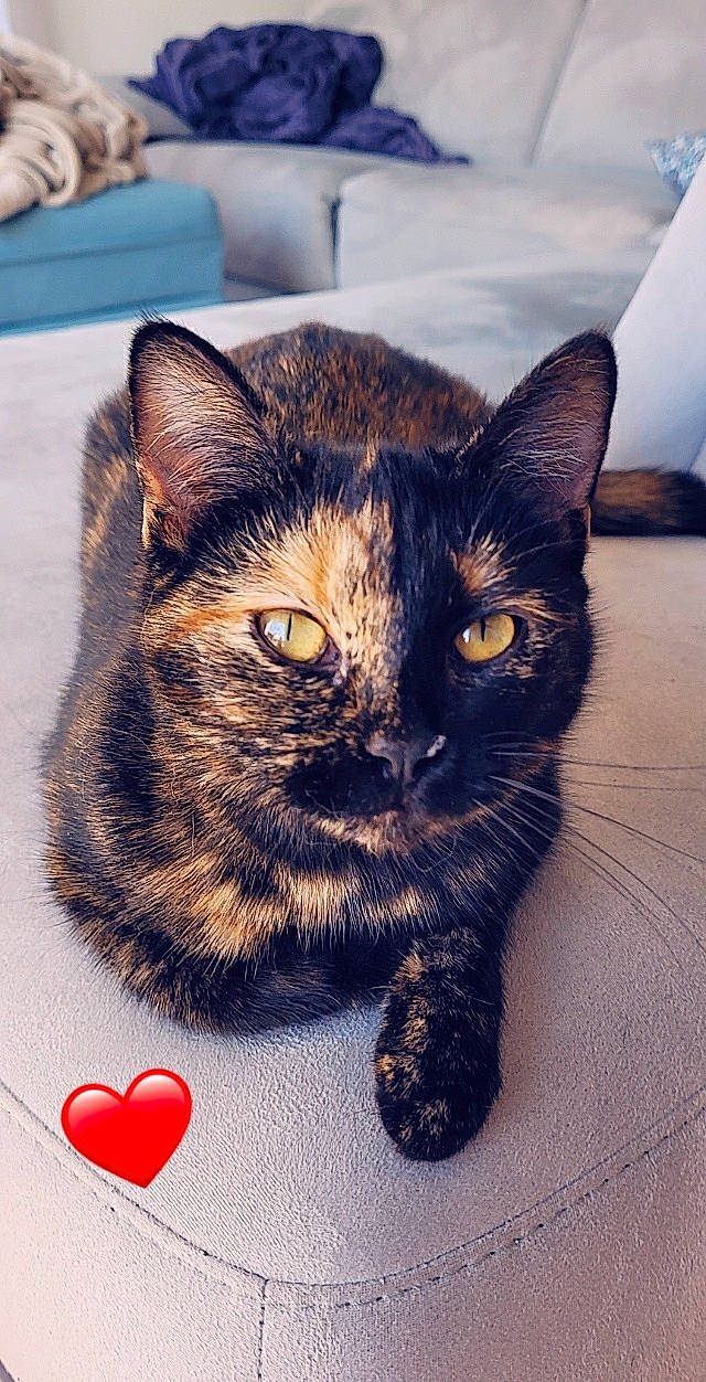 Dixie a rejoint le concours — aidez-le/la à gagner de superbes lots ! black_cat, carnivore, cat, claw, domestic_short_haired_cat, eye, felidae, fur, paw, photo_caption, sitting, small_to_medium_sized_cats, snout, tail, terrestrial_animal, whiskers, wildlife, window