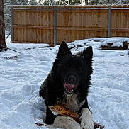 Thor joined the competition — help win amazing prizes! dog, snow, stick, backyard, wooden_fence, trees, winter, black_fur, white_paws, pet, chewing, tongue_out, paws, outdoors, cold, playful, close_up, canine, wood, fence_post