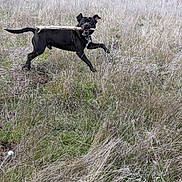 Buddy joined the competition — help win amazing prizes! dog, black_dog, stick, running, leaping, grass, dry_grass, field, outdoors, playful, happy, midair, tail, ears, mouth, nature, rural, fence, movement, pet