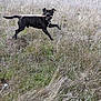 dog, black_dog, stick, running, leaping, grass, dry_grass, field, outdoors, playful, happy, midair, tail, ears, mouth, nature, rural, fence, movement, pet