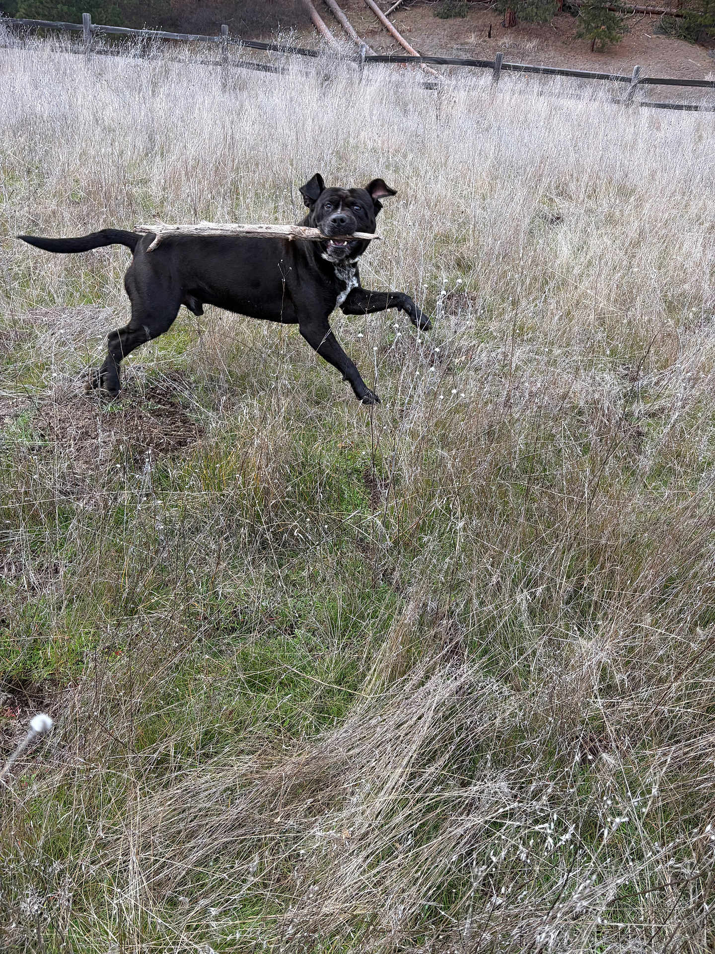 Buddy joined the competition — help win amazing prizes! dog, black_dog, stick, running, leaping, grass, dry_grass, field, outdoors, playful, happy, midair, tail, ears, mouth, nature, rural, fence, movement, pet
