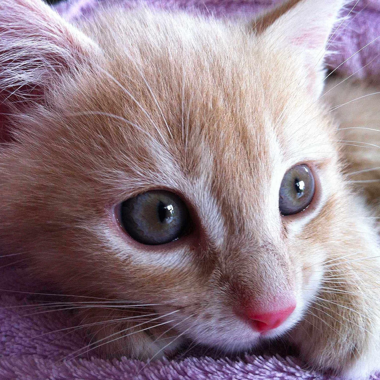 ROXY