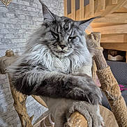 Rox a rejoint le concours — aidez-le/la à gagner de superbes lots ! cat, maine_coon, fluffy_fur, indoor, cat_tree, wooden_structure, relaxed, pet, feline, ears, whiskers, fur, cozy, brick_wall, stairs, home, animal, resting, closeup, portrait