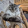 cat, maine_coon, fluffy_fur, indoor, cat_tree, wooden_structure, relaxed, pet, feline, ears, whiskers, fur, cozy, brick_wall, stairs, home, animal, resting, closeup, portrait