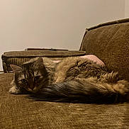 Tosca participe au concours pour gagner de l'argent avec cette photo : cat, tabby, fluffy, lounging, couch, brown, indoor, pet, feline, relaxed, fur, home, texture, animal, resting, eyes, whiskers, tail, comfortable, cozy