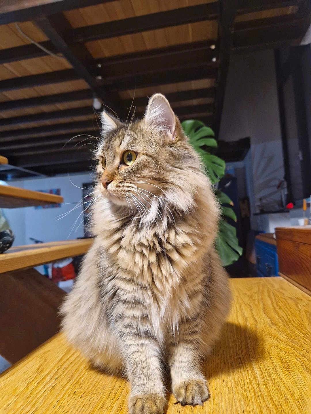 Tosca a rejoint le concours — aidez-le/la à gagner de superbes lots ! cat, tabby, fluffy, feline, pet, indoor, wooden_table, fur, whiskers, ears, animal, domestic, sitting, side_view, home, cozy, relaxed, orange_eyes, closeup, portrait