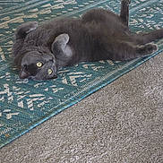 Boodog is registered to the contest to win money with this photo: animal, carpet, cat, cozy, curious, cute, domestic_animal, feline, fur, gray_cat, home, indoor, lying_down, patterned_rug, pet, playful, relaxed, resting, rug, yellow_eyes