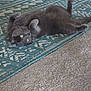 animal, carpet, cat, cozy, curious, cute, domestic_animal, feline, fur, gray_cat, home, indoor, lying_down, patterned_rug, pet, playful, relaxed, resting, rug, yellow_eyes