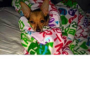 Zoey is registered to the contest to win money with this photo: dog, blanket, cozy, wrapped, ears, bed, sleepy, indoor, pet, cute, animal, snug, colorful, fabric, resting, comfort, warm, fur, face, cute_pet