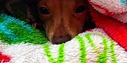 Zoey is registered to the contest to win money with this photo: dog, blanket, colorful, cozy, peeking, fur, cute, eyes, snout, indoor, soft, warm, resting, animal, pet, covered, comfort, texture, closeup, hiding