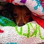 animal, blanket, closeup, colorful, comfort, covered, cozy, cute, dog, eyes, fur, hiding, indoor, peeking, pet, resting, snout, soft, texture, warm