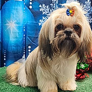 Griz is registered to the contest to win money with this photo: adorable, animal, blue_backdrop, bow, cute, decorations, dog, festive, fluffy, fur, green_turf, hair_accessory, holiday, indoors, ornaments, pet, portrait, sitting, small_dog, snowflakes