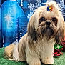 adorable, animal, blue_backdrop, bow, cute, decorations, dog, festive, fluffy, fur, green_turf, hair_accessory, holiday, indoors, ornaments, pet, portrait, sitting, small_dog, snowflakes