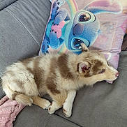 Blue participe au concours pour gagner de l'argent avec cette photo : puppy, dog, couch, pillow, stitch, cartoon, gray, pink, cute, sleeping, fluffy, indoor, pet, animal, soft, relaxing, resting, fabric, toy, colorful