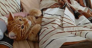 Simba participe au concours pour gagner de l'argent avec cette photo : cat, ginger_cat, bed, blanket, striped_blanket, striped_bedding, bedding, indoor, pet, feline, cozy, resting, curious, wooden_headboard, water_bottle, soft_lighting, playful, domestic, sleepy, cute
