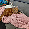 cat, orange_cat, white_cat, blanket, pink_blanket, sofa, couch, plush_toy, stuffed_animal, indoor, pet, feline, resting, cozy, domestic_animal, fur, ears, tail, home, relaxing