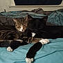 Jasper And Oreo is registered to the contest to win money with this photo: animal, bed, black_cat, blanket, cat, companions, cozy, cute, domestic_cat, feline, fur, home, indoor, pet, relaxed, resting, sleepy, snuggling, tabby_cat, white_paws