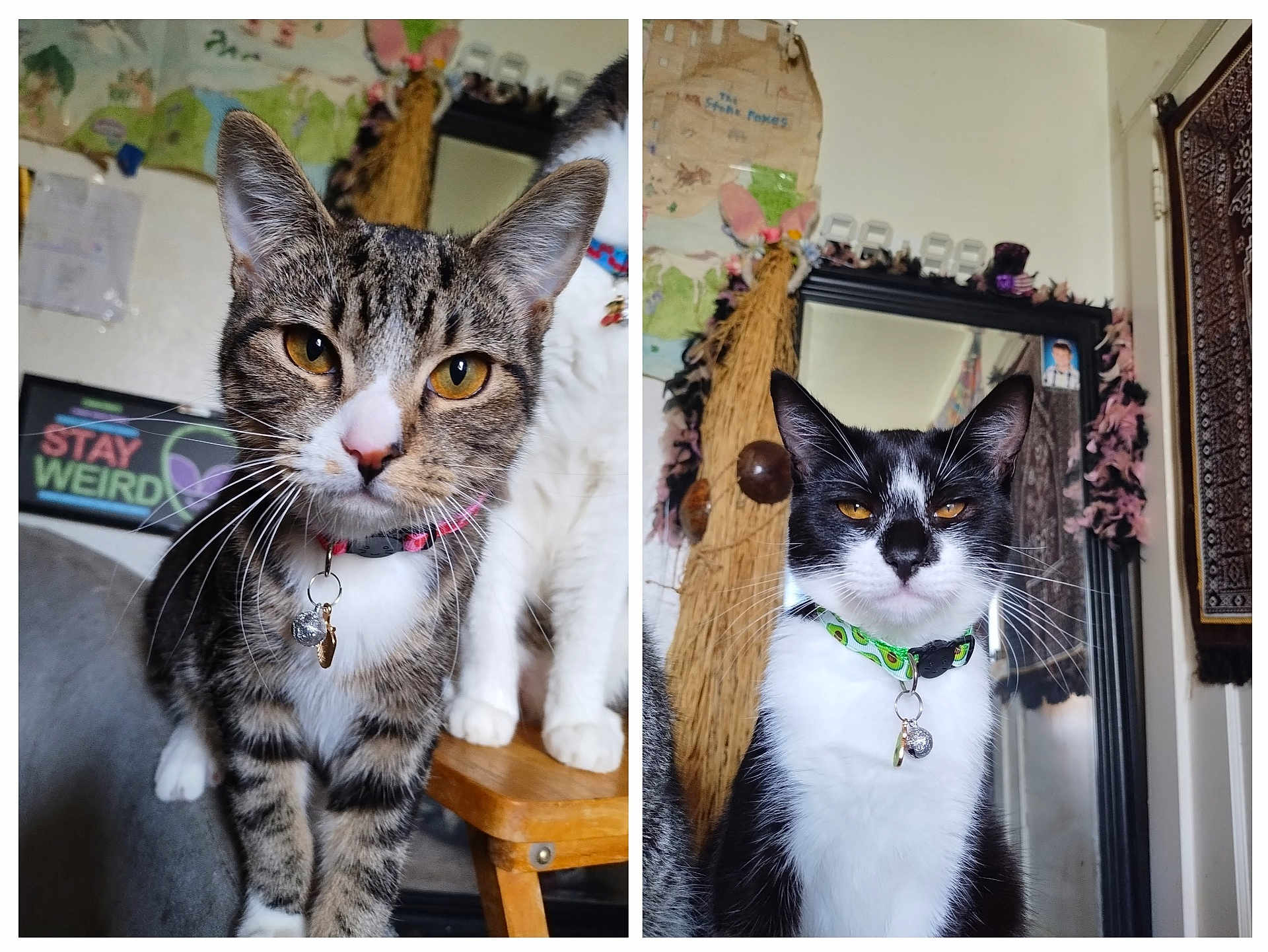 Jasper And Oreo