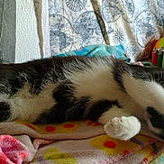 Jasper And Oreo joined the competition — help win amazing prizes! animal, black_and_white, blanket, cat, closeup, colorful, cozy, cute, domestic, fabric, feline, indoor, lighters, pattern, paw, pet, relaxed, resting, sleeping, soft