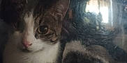 Dobby joined the competition — help win amazing prizes! cat, reflection, fabric, indoor, curious, pet, feline, closeup, soft, striped, white, tabby, ears, eyes, fur, metal_rings, scratches, window, shadow, cozy
