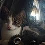cat, reflection, fabric, indoor, curious, pet, feline, closeup, soft, striped, white, tabby, ears, eyes, fur, metal_rings, scratches, window, shadow, cozy
