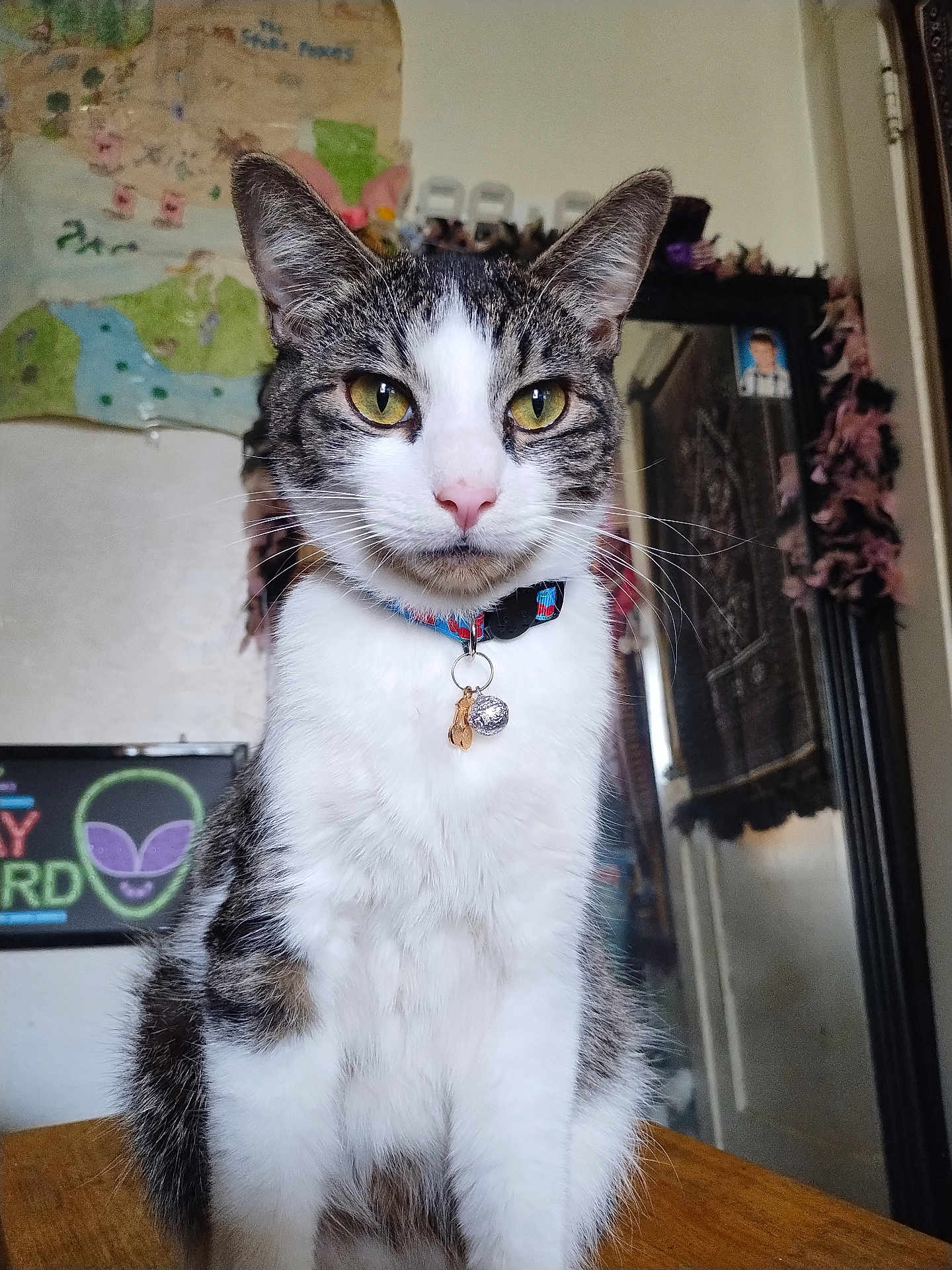 Dobby is registered to the contest to win money with this photo: cat, tabby, white_fur, collar, charm, pet, indoor, mirror, feather_boa, map, neon_sign, wooden_surface, yellow_eyes, whiskers, close_up, portrait, feline, decor, home, animal