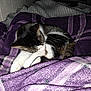 Dobby joined the competition — help win amazing prizes! cat, tabby_cat, sleeping, blanket, purple_blanket, indoor, pet, fur, whiskers, paw, cozy, resting, animal, cute, domestic_cat, striped, napping, soft, warm, comfort