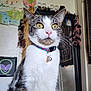 Dobby joined the competition — help win amazing prizes! cat, indoor, pet, collar, yellow_eyes, whiskers, fur, portrait, table, map, wall_art, decoration, curious, close_up, animal, domestic, feline, ears, nose, seated