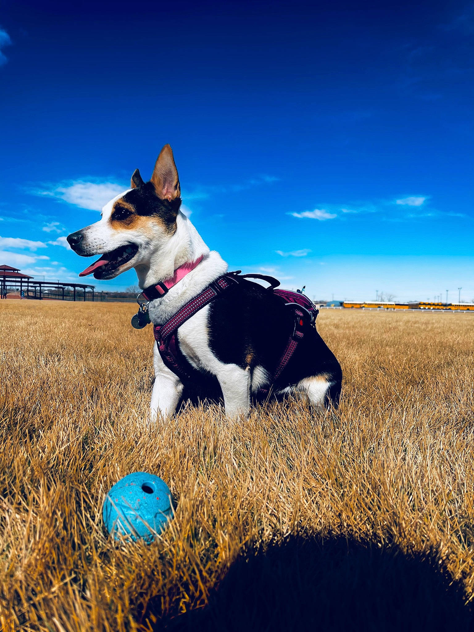 Hazely Mae is registered to the contest to win money with this photo: blue, canidae, carnivore, cloud, collar, companion_dog, dog, dog_breed, electric_blue, grass, grassland, happy, herding_dog, landscape, people_in_nature, recreation, sky, sporting_group, tail, walking