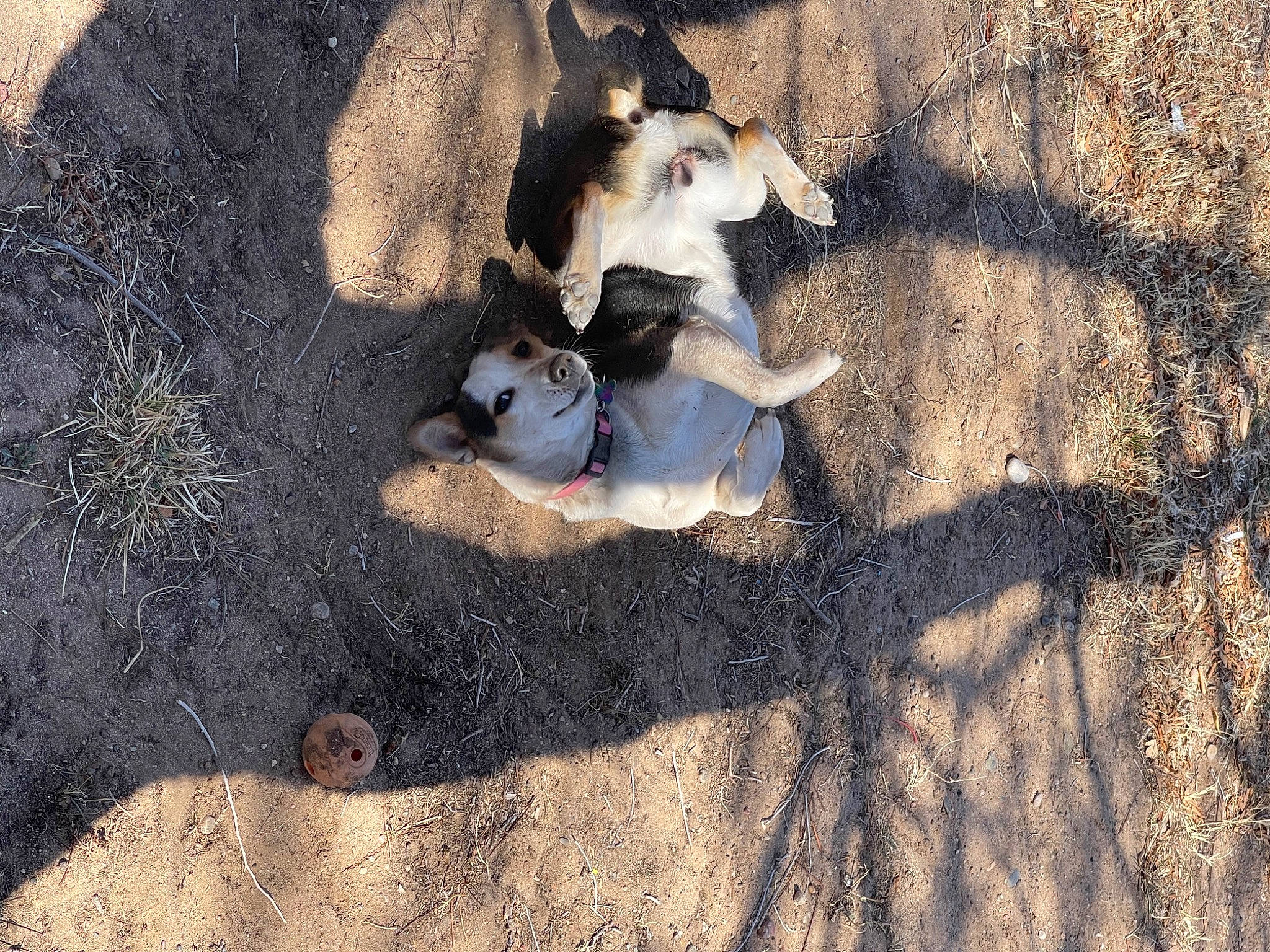 Hazely Mae is registered to the contest to win money with this photo: asphalt, carnivore, companion_dog, concrete, dog, dog_breed, fun, fur, grass, landscape, paw, recreation, road_surface, rock, sand, shadow, sitting, soil, tail, tree
