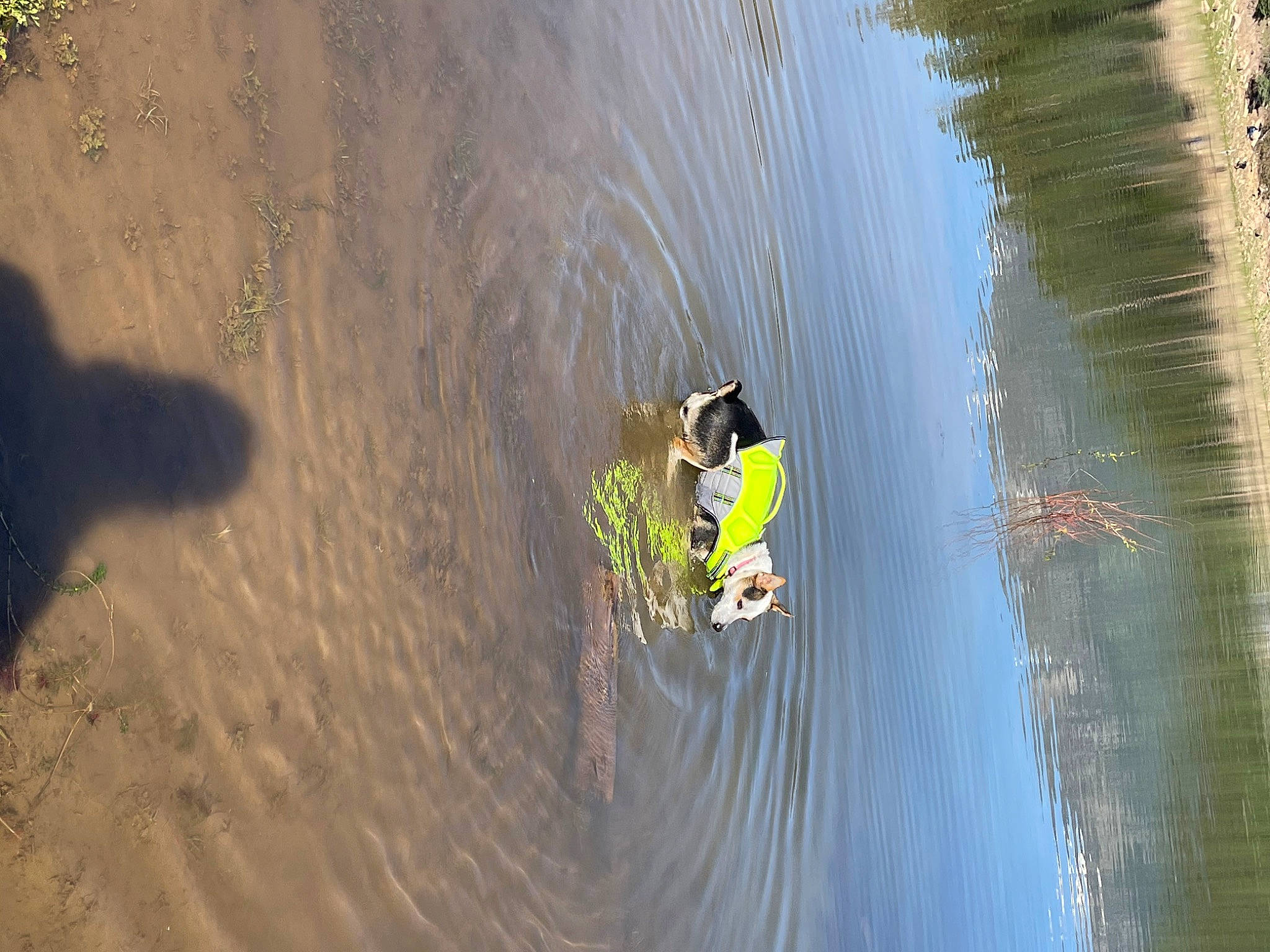 Hazely Mae joined the competition — help win amazing prizes! _geese_and_swans, adventure, boats_and_boating_equipment_and_supplies, ducks, extreme_sport, grass, lake, landscape, leisure, personal_protective_equipment, recreation, reflection, shadow, surface_water_sports, tree, water, watercourse, waterfowl, wetland, wildlife