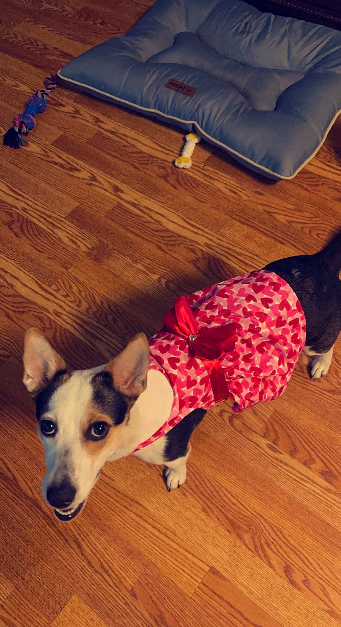 Hazely Mae joined the competition — help win amazing prizes! carnivore, comfort, companion_dog, dog, dog_breed, fawn, floor, flooring, fur, happy, hardwood, laminate_flooring, plank, snout, tail, varnish, wood, wood_flooring, wood_stain, working_animal