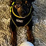 dog, small_dog, black_dog, pet, toy_ball, plush_rug, shaggy_carpet, harness, attentive_eyes, paws, ears, closeup, indoor, portrait, brown_markings, cute, playful, floor_texture, stare, living_room