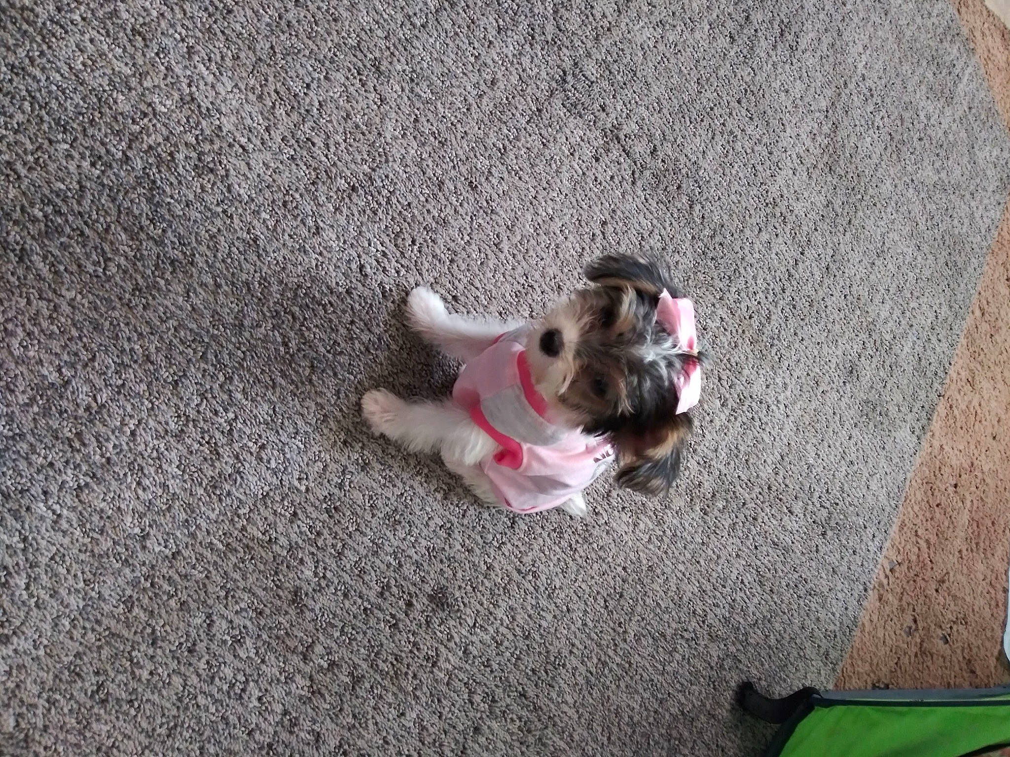 Dottie Lynn joined the competition — help win amazing prizes! canidae, carnivore, collar, companion_dog, dog, dog_breed, dog_clothes, dog_collar, dog_supply, fur, mammal, pet_supply, puppy, small_terrier, snout, sporting_group, terrier, toy, toy_dog, working_animal